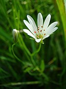 Stellaria palustris