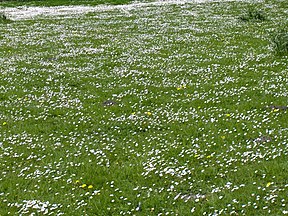 meadow with daisies