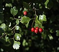 * Nomination Hawthorn berries crataegus laevigata near Bodman, Lake Constance, Germany --DKrieger 20:02, 28 January 2014 (UTC) * Promotion  Support QI --Rjcastillo 00:40, 29 January 2014 (UTC)