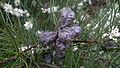 Hakea lissosperma