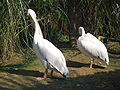 African Wetlands