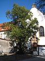 Naturdenkmal (Linde) vor dem Collegium Liborianum