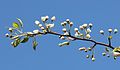 Buds in Mount Tado, Japan.