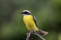 * Nomination A Myiozetetes similis (Social flycatcher) in Tulum, Mexico. By User:Needsmoreritalin --Zzzs 22:13, 27 July 2024 (UTC) * Promotion  Support Good quality. --Ermell 22:15, 27 July 2024 (UTC)