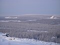 Forest in winter, Verkhoyansk, Siberia