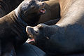 California Sea Lions in detail close up.