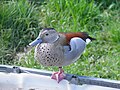 Le jardin du Moulin Neuf : canard.