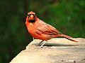 Northern cardinal male