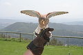 Common Kestrel (Falco tinnunculus)