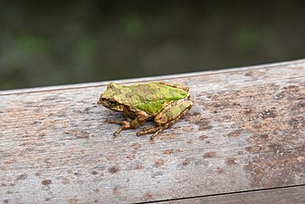 Hyla japonica