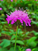 Knautia drymeja