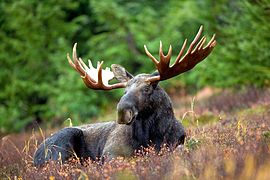 A male moose takes a rest in a field during a light rainshower.