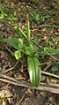 Orchis purpurea Germany - Karlsruhe