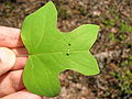 Two eggs on a tuliptree leaf.