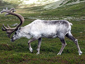 "Reindeer_Sweden.jpg" by User:Look Sharp!