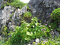 Tanesashi Coast, Aomori pref., Japan