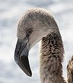 Chilean Flamingo