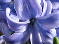 Hyacinthus orientalis