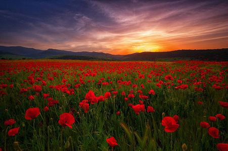 "The symbol of parks of Guelma" by Yaco24