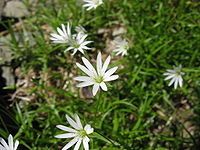 Stellaria nipponica