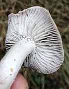 Tricholoma terreum 103334660.jpg