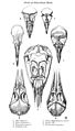 English: Skulls of schizorhinal birds: 1. Great Auk Pinguinus impennis), from ventral, 2. Herring Gull (Larus argentatus), from dorsal, 3. Eurasian Curlew (Numenius arquata), from dorsal, 4. Rock Dove (Columba livia), from dorsal, 5. Comb-crested Jacana or Bronze-winged Jacana (Irediparra gallinacea, or Metopidius indicus), from dorsal, 6. Dovekie (Alle alle), from dorsal, 7. Plains-wanderer (Pedionomus torquatus), from dorsal