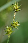 Carex echinata