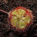 Drosera burmanni