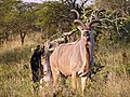 * Nomination Kudu in South Africa. --Überraschungsbilder 23:15, 25 March 2007 (UTC) * Promotion It's all there, it's sharp, it is properly documented, it's in its natural environment: it's QI. Lycaon 06:04, 26 March 2007 (UTC)