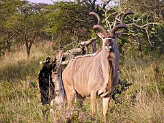 27.2.07 Großer Kudu