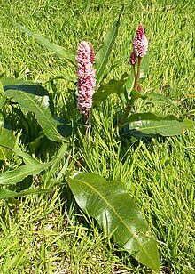 Polygonum amphibium kz1.jpg