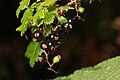 Ribes lacustre