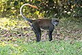 Cercopithecus (cat.)