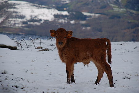 Xato de Cachena na Serra dos Ancares