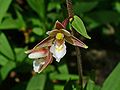 Epipactis palustris