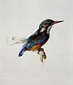 Kingfisher, ~ 1870-1871, pencil, ink, watercolor and bodycolor, 25.8 × 21.8 cm