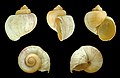 * Nomination Shell of an apple snail, Pila virens --Llez 07:29, 9 November 2014 (UTC) * Promotion Good quality. --Florstein 09:17, 9 November 2014 (UTC)