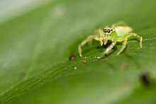 Salticidae (44354189932).jpg