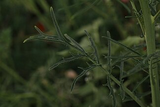 Sisymbrium altissimum