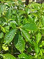 Strobilanthes crispa (190619-1406)