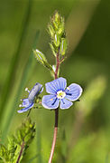 Veronica chamaedrys (Germander Speedwell)