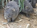 Baby wombats at Mole Creek, Tasmania