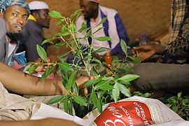 Harar Chat qat.jpg