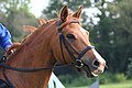 Hunt (or English) bridle, snaffle bit, cavesson noseband