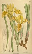 Iris bracteata