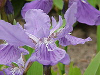 Iris tectorum