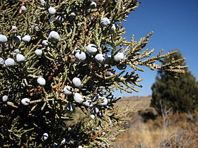 Berry-like female cones