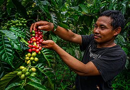 Kopi Robusta Banjarnegara.jpg