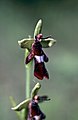 Ophrys insectifera Germany - Mosbach