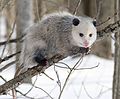 Virginia Opossum, National marsupial of America